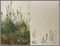 [thumbnail of Broeg_Grasses_Isolationen_Invite]