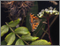[thumbnail of Unearthed/Contellations Johannah Churchill]